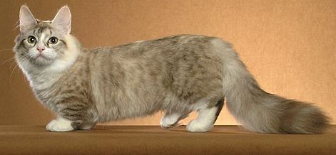 munchkincat3