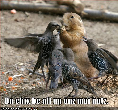 funny-pictures-nuts-birds