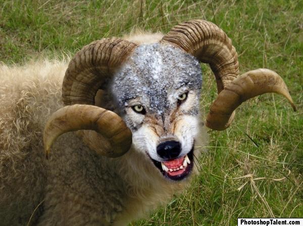 sheep-wolf