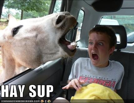 funny-pictures-horse-in-car