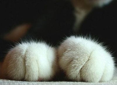 animal-animals-cat-cute-kawaii-paw-Favim