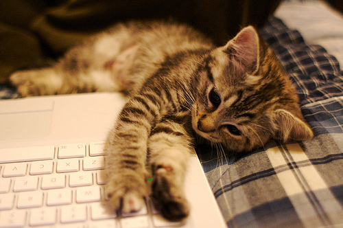 cat-cute-kitten-laptop-sweet-Favim.com-9