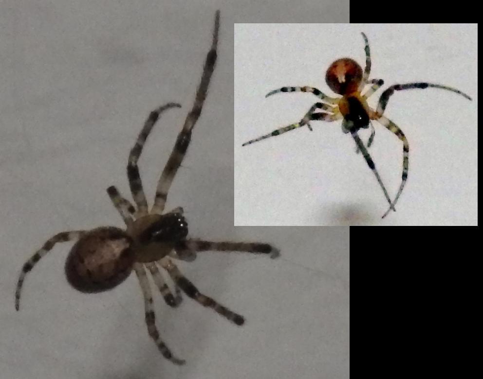  KK 8861 spinne