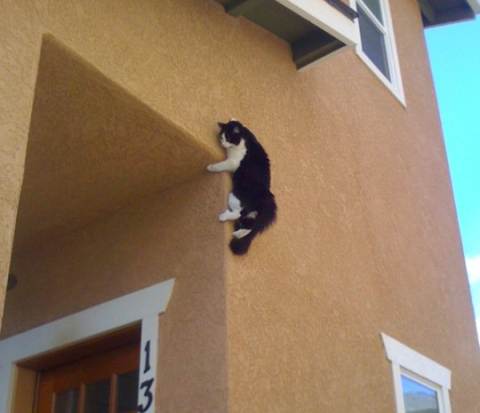 cat-climbs-house