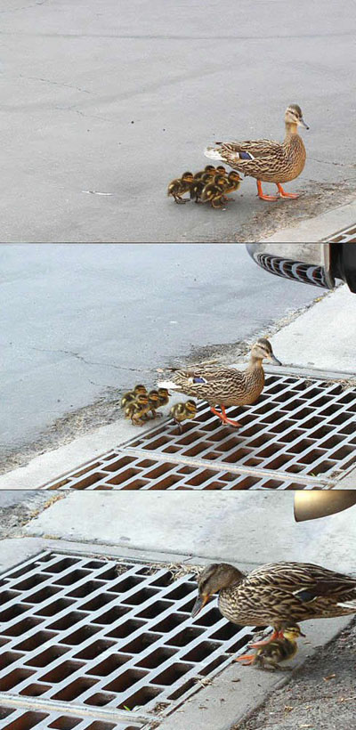 ducks