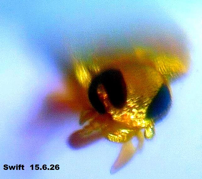 head