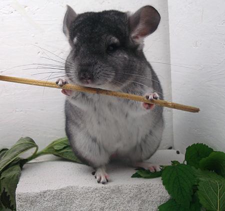 mehrere-sueye-chinchilla-jungtiere-24912