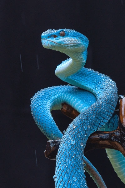 blue-viper-snake-latin-name-600nw-260391.webp