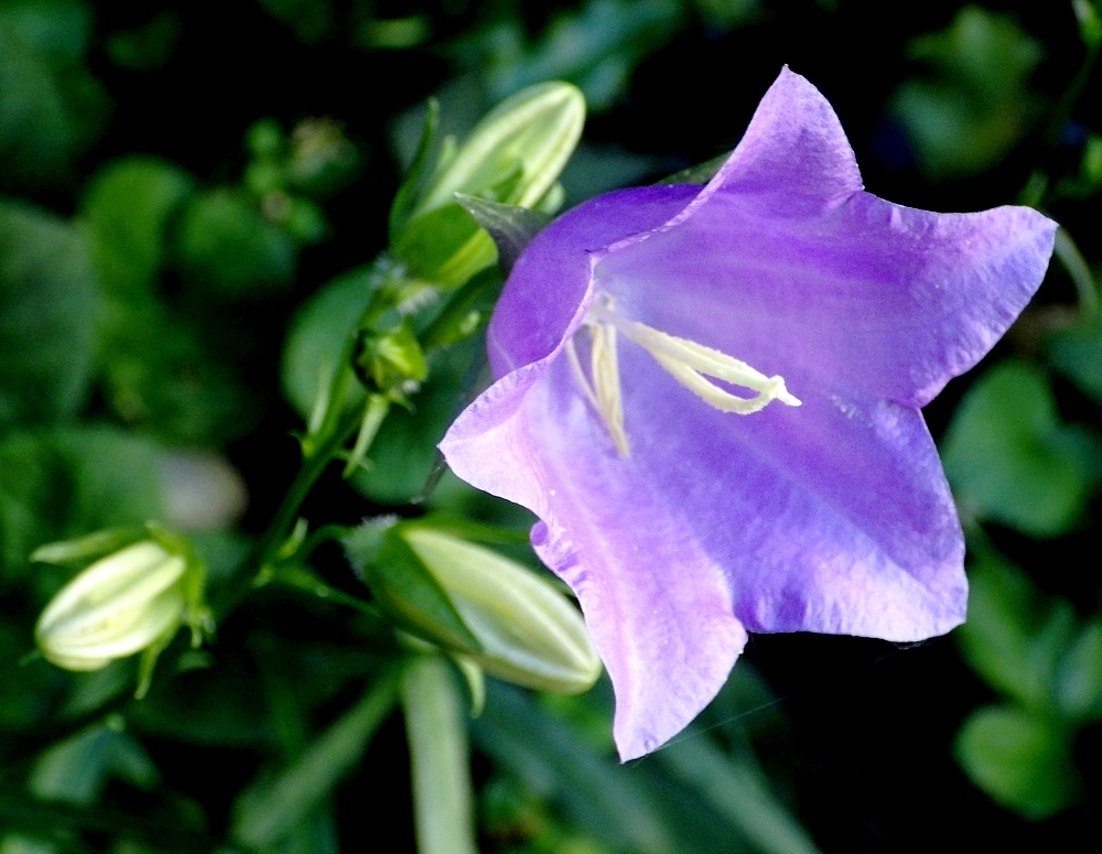IMGP0914