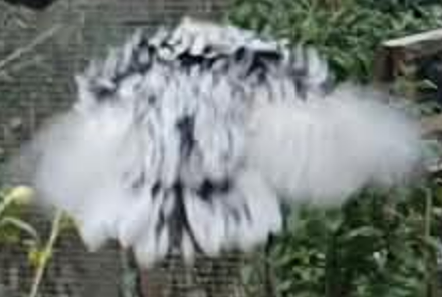 Flecki Fliegt
