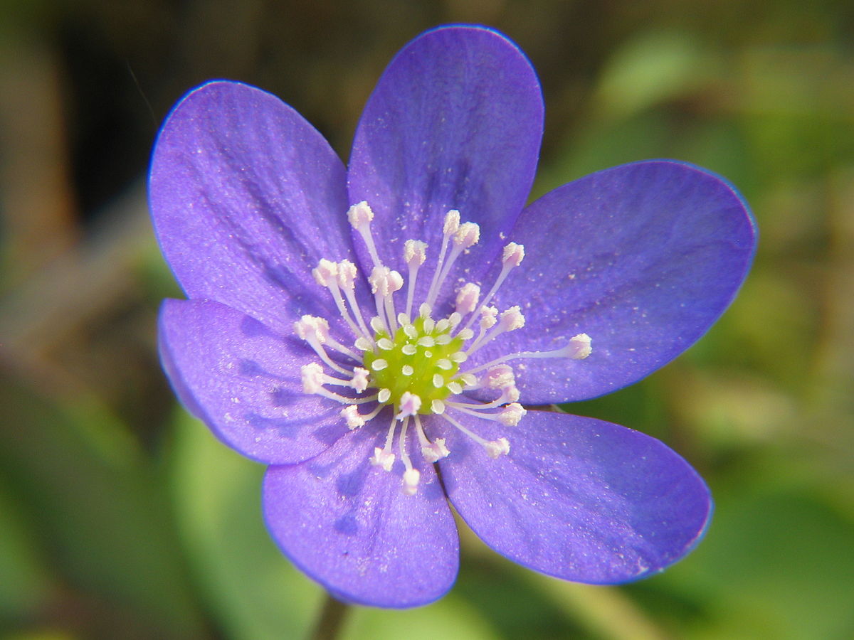 1200px-Hepatica noblis 20060501 008