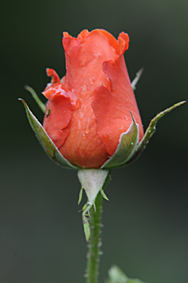 SP71My rose-orange-geschlossen