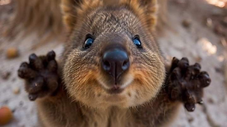 quokka liebe - Copy