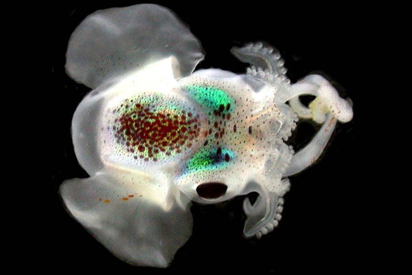 Fresh caught Iridoteuthis merlini .2e16d