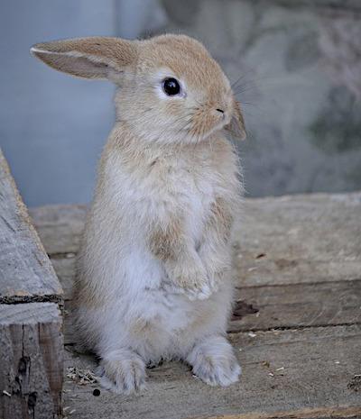 hare-baby-1778273 640