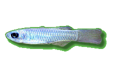 normans leuchtaugenfisch2
