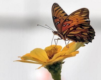 18298-054735 BUTTERFLY FEEDING TXNAC1014