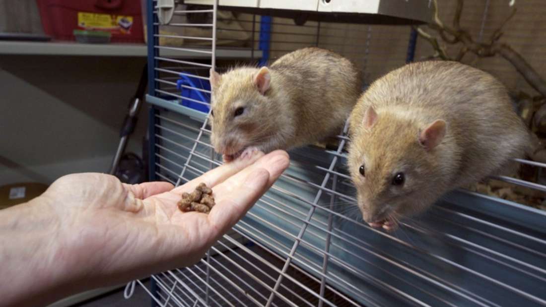 5095339-1591008594-ratten-2uQIjHSgcufe