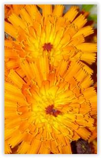 Blumen orange1