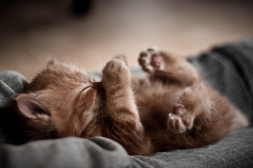animal-awww-baby-cat-cute-kitten-Favim.c