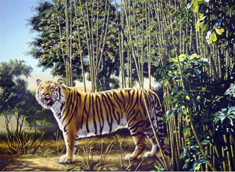 the hidden tiger optical illusion