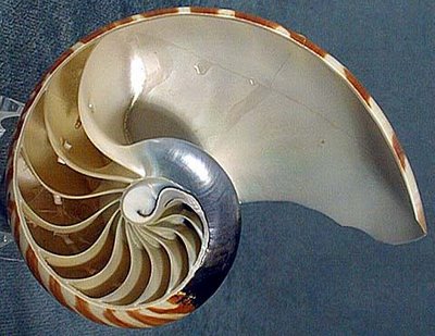 EdVk7m nautilus