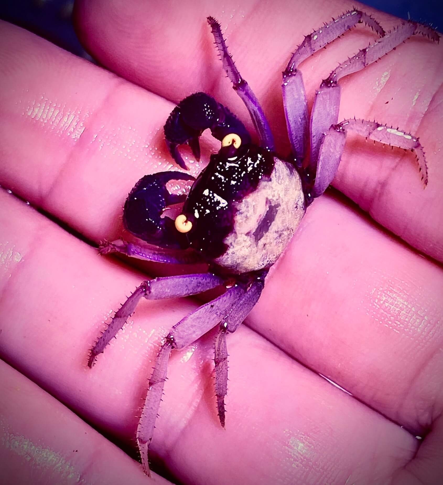 Orchid-Vampire-Crab-Geosesarma-dennerle-