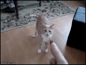 Cat catches treat