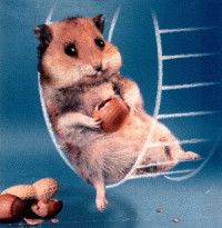 hamsterrad