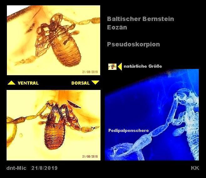 CHD00003-BaltBern Pseudoskorpiones comb