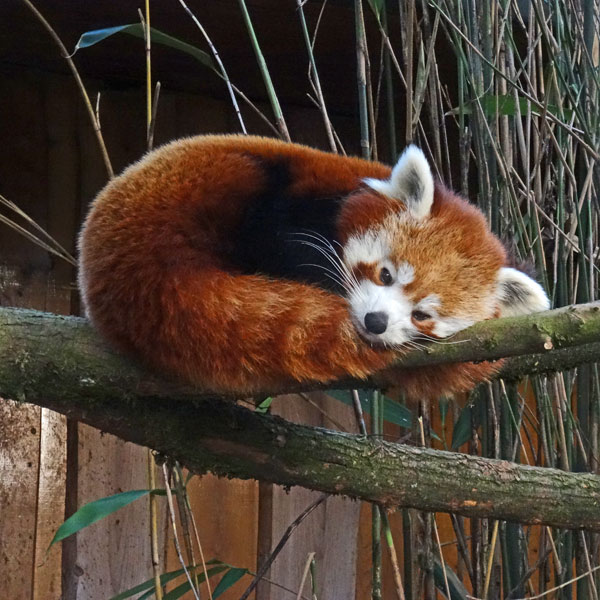 20170127-185-kleiner-panda-roter-panda