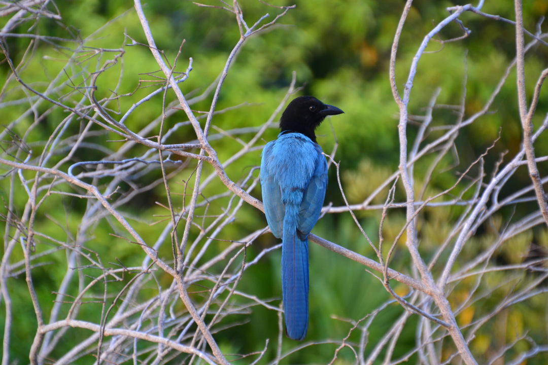 1blauervogel