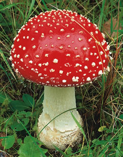 amanita muscaria