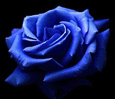 Blaue Rose