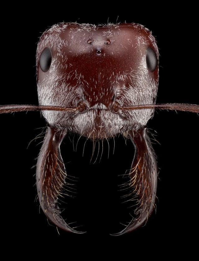 close-up-photography-of-various-ant-spec