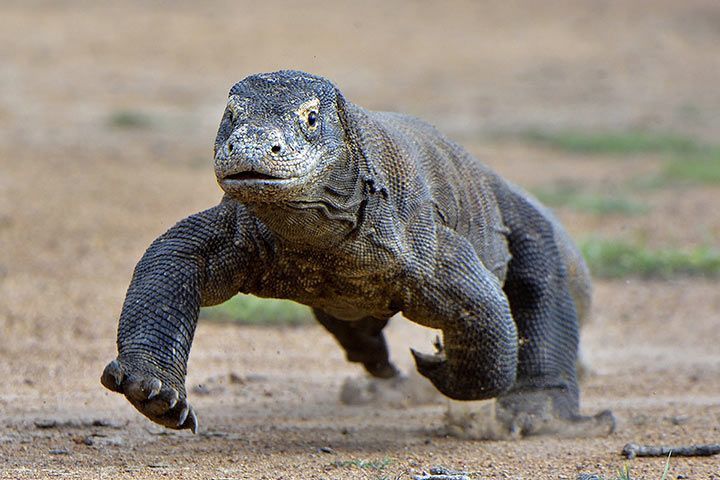 komodowaran rennt l