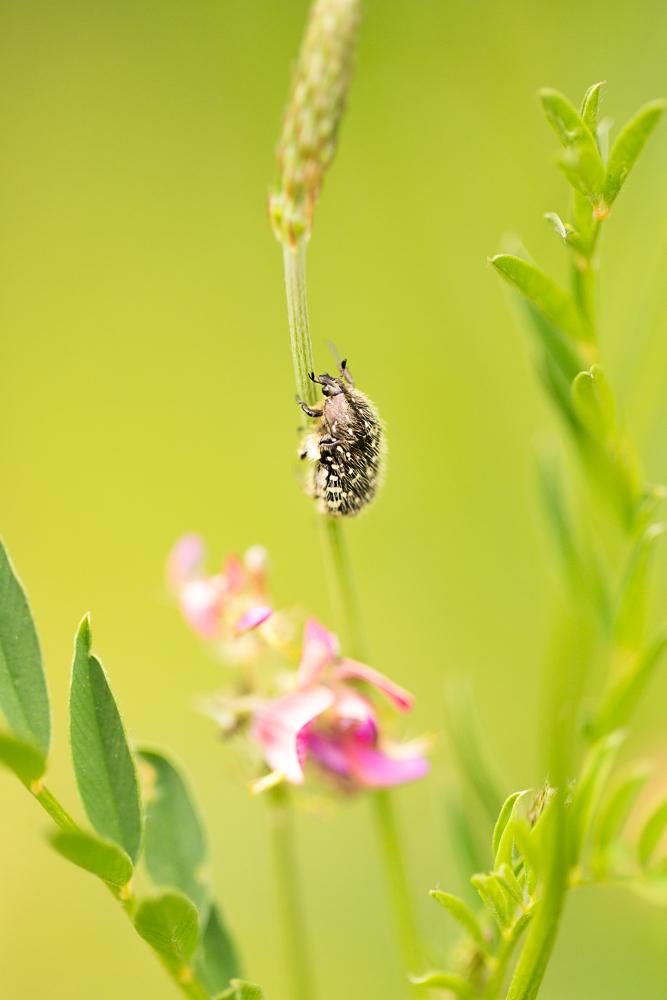 Trauer-Rosenkfer Oxythyrea funesta Weger