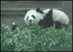 panda