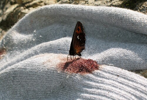 500px-Erebia ligea - Blood sucking butte