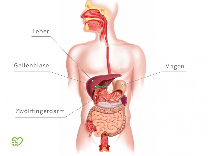 gallenblase anatomie850x638