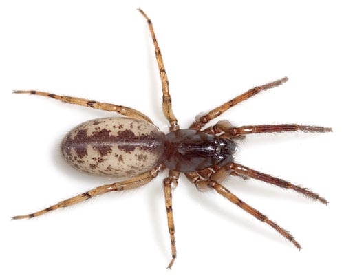 Senoculata Dammbachsgrund 07-12 01