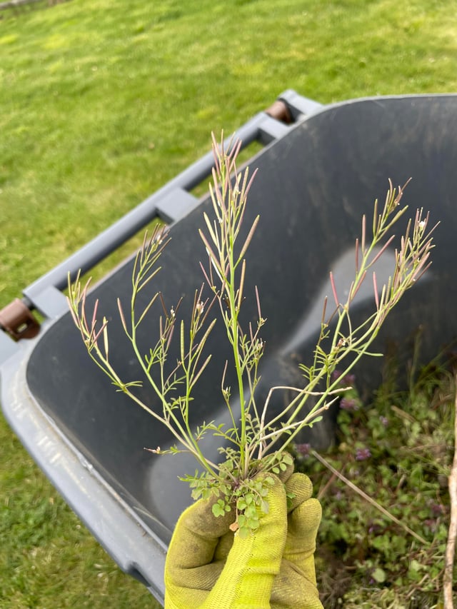 what-is-this-weed-when-i-touch-it-things