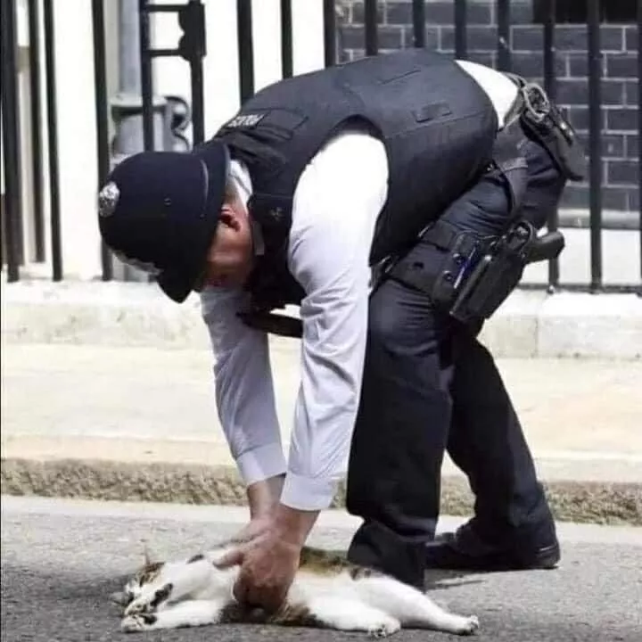 Larry Downing Street Cat - Copy.webp