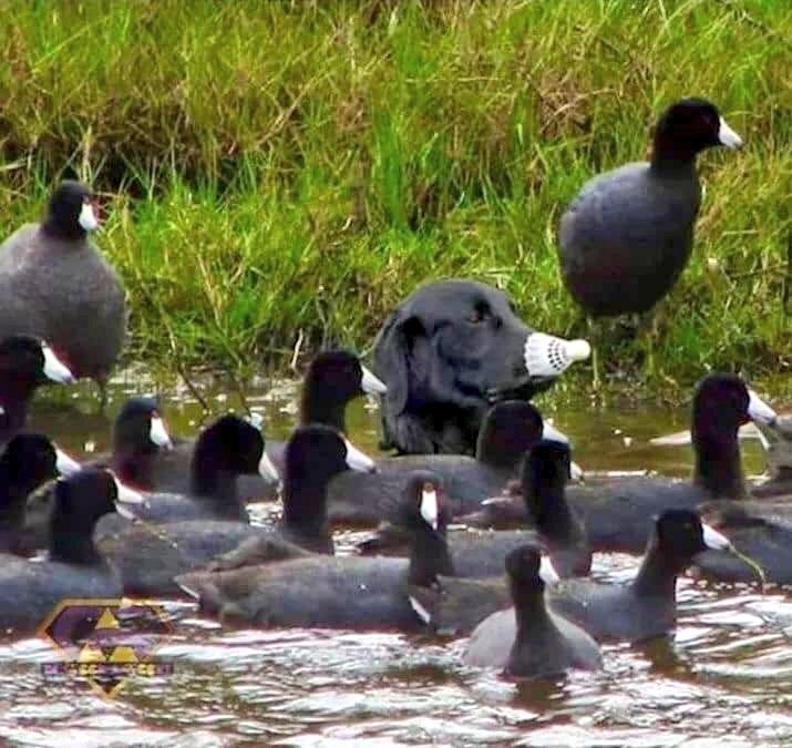 Hund unter Enten - Copy