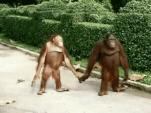 monkey-monkeys