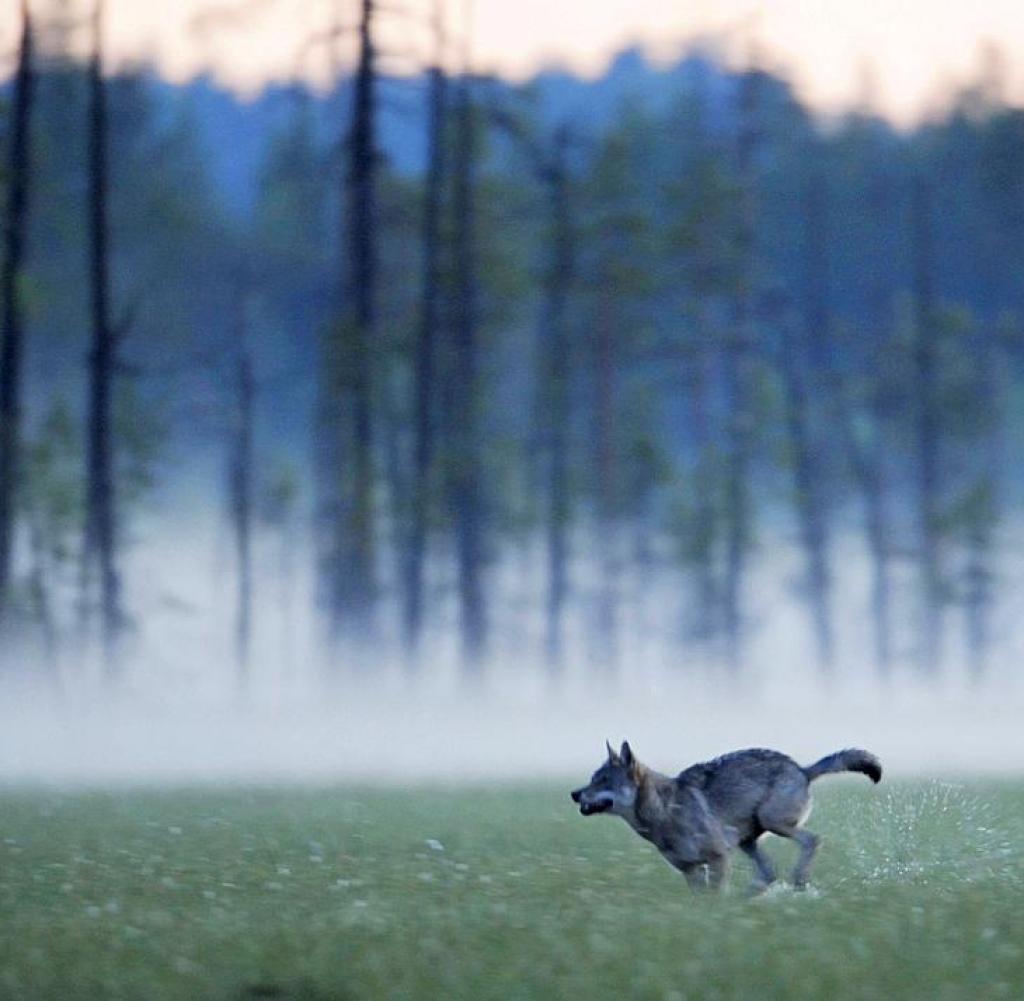 Wolf-3-Foto-Visit-Finland