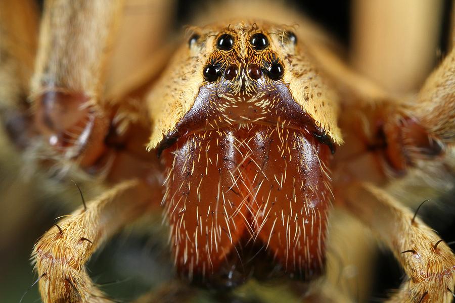 spider pisauridae family by richardconst