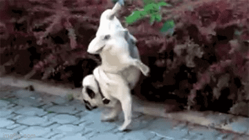 pipi dog gif - Copy