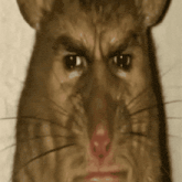 rat-mouse
