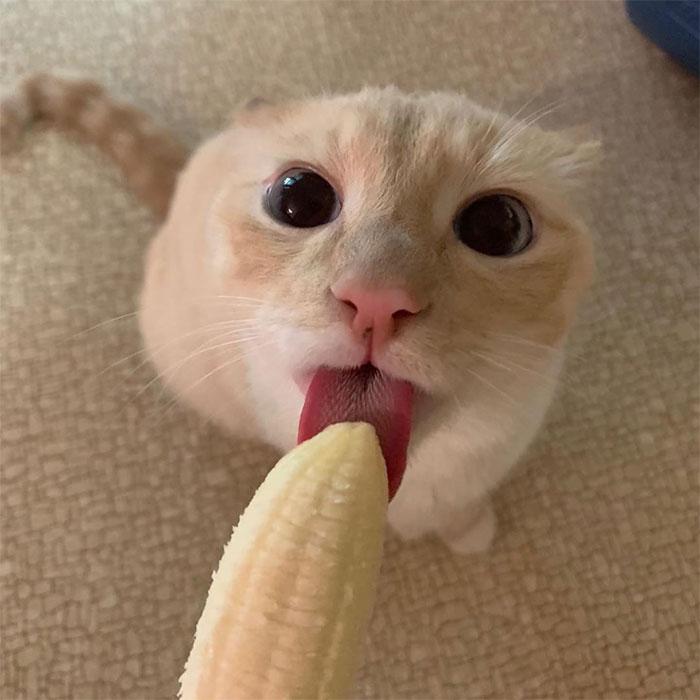 cat-banana-obsession-5e295a1f9c04c  700